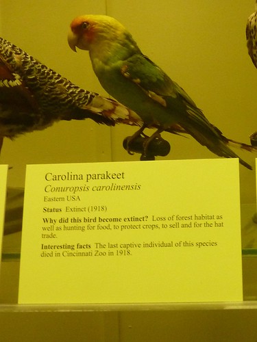 Carolina Parakeet at Tring