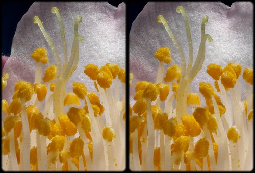 Anthers and Stamens crosseye stereo 