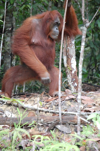 Orangutan @Semengoh Reserve