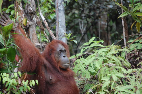 Coming out of the Woods Orangutan Semengoh