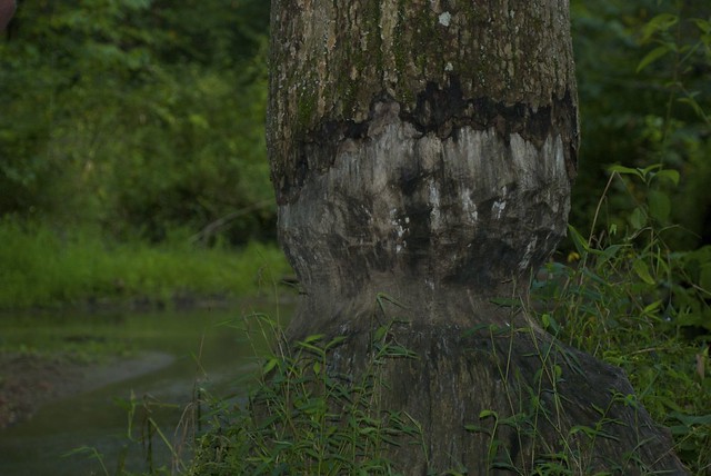 Beaver Chewed Tree