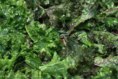 verdant lush kale