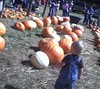 pumpkin 110