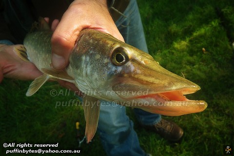 Northern Pike - Esox lucius