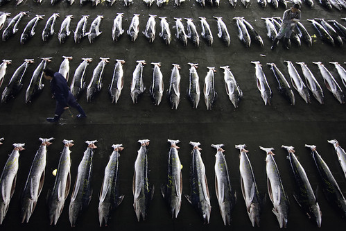The Kesennuma Fish Market