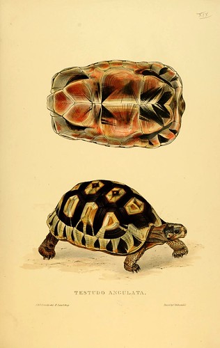 005-Testudo Angulata-Tortoises terrapins and turtles..1872-James Sowerby