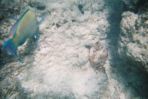 Snorkling at Hanauma Bay