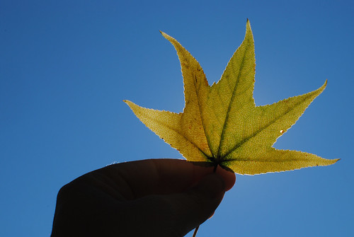 Fall leaf held up to the sun