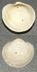 Lucinide Anodontia fragilis