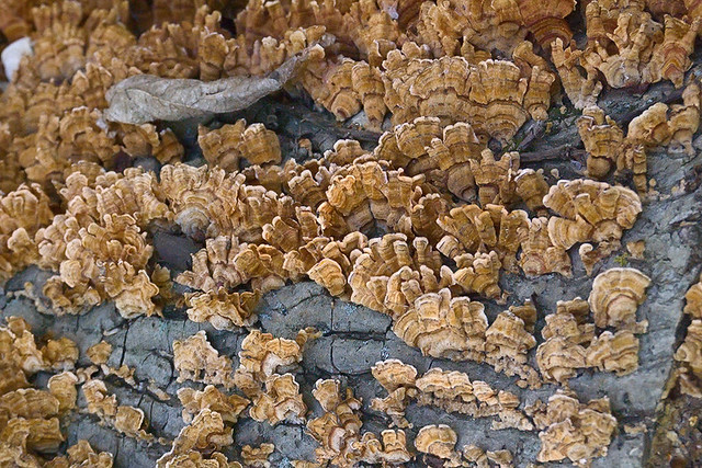 Bittersweet Woods Conservation Area, in Des Peres, Missouri, USA - mushrooms 2