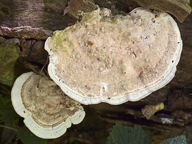 Shaw Nature Reserve, in Gray's Summit, Missouri, USA - mushroom 2