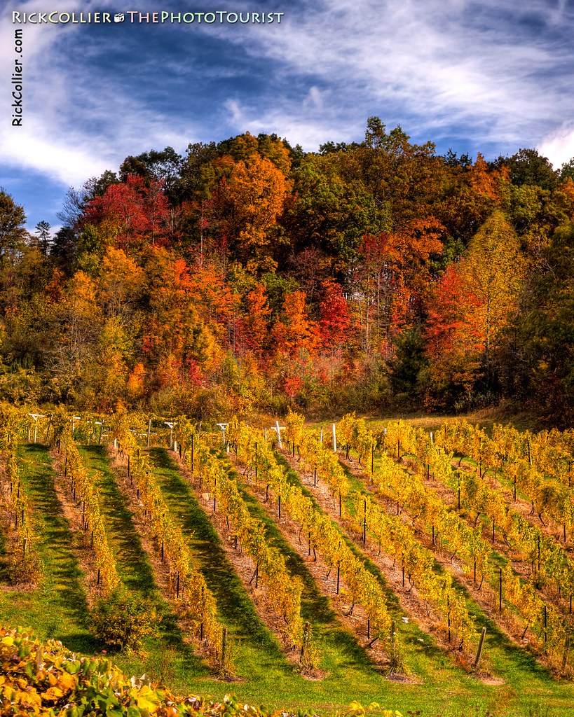 A vineyard echoes the brilliant autumn colors of surrounding woods at Mountainrose Vineyards in Wise VA (HDR Image).
