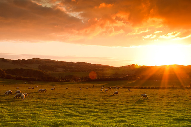 Golden Fleece, Dorset