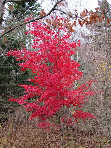 red japanese maple bloodgood. Bloodgood Japanese Maple )
