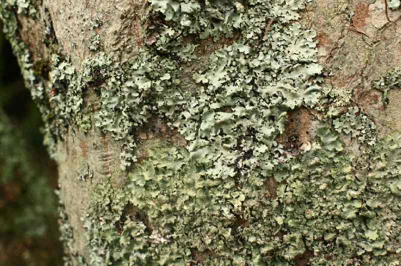 Lichen, Victoria, Australia