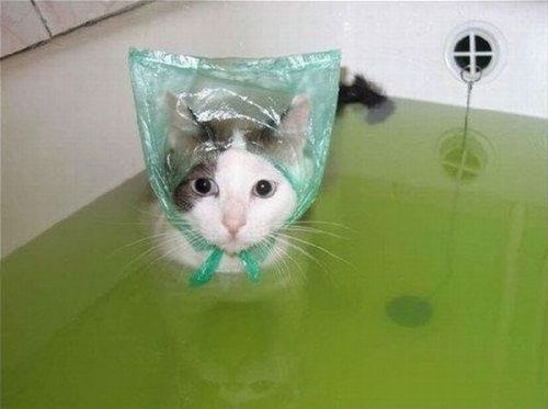 浴帽貓