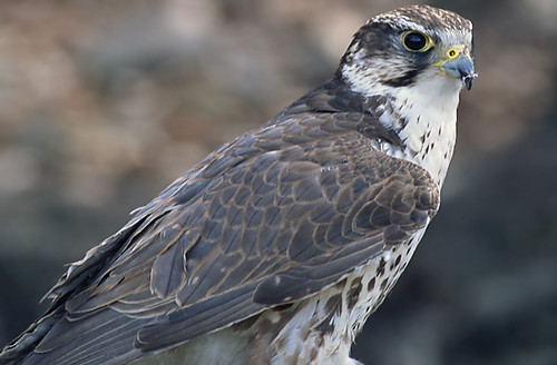 stepes piekūns (Falco cherrug)