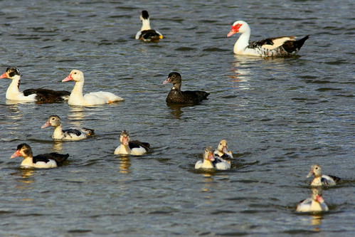 Eleven Muscovy ducklings 20101112
