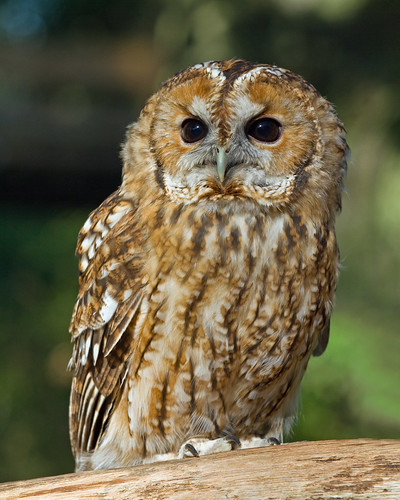 _MG_0399 Tawny Owl (Strix aluco), British wildlife Centre, Lingfield, Surrey 20Oct10