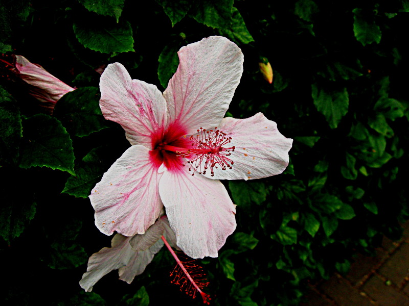 20-11-2010-hibiscus2