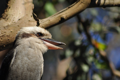 Close up of a kookaburra