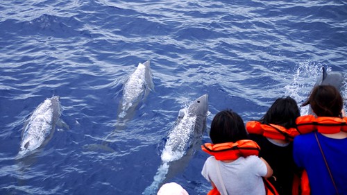 東海岸賞鯨業發達，圖為與賞鯨船同游的弗氏海豚。（攝影／黃郁翔）