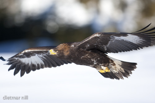 golden eagle in flight. Golden eagle in flight