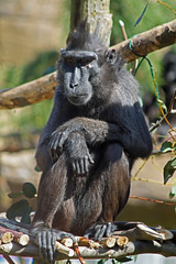 Sulawesi crested macaque monkey Drusillas