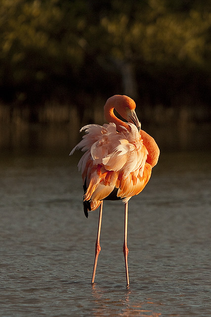 Galapagos pink flamingo