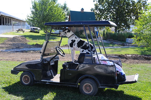 Golf cart with a Great Dane