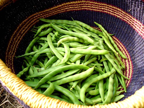 lots of pole beans