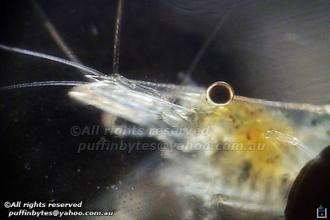 Australian Freshwater Shrimp - Paratya australiensis