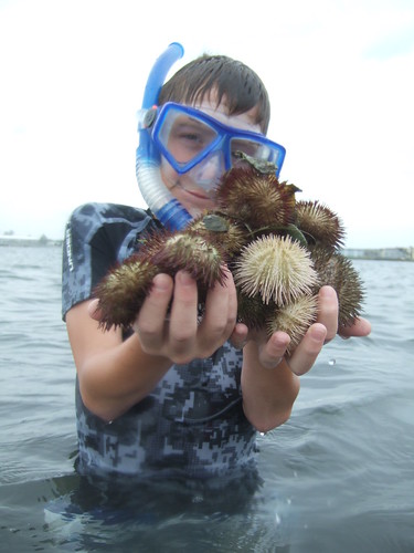 Aron with sea urchins
