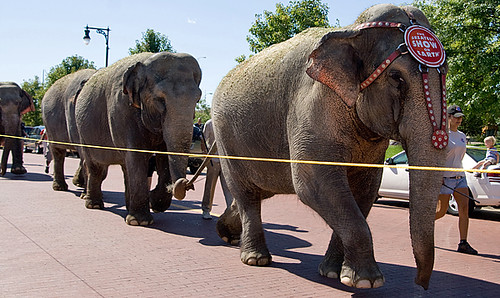 elephantperpwalk