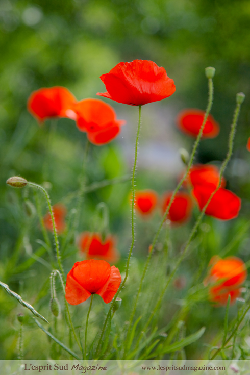 Coquelicots (Red poppies)