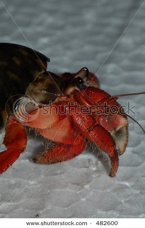 stock-photo-red-land-hermit-crab-from-the-south-coast-of-java-island-indonesia-coenobita-rugosa-482600