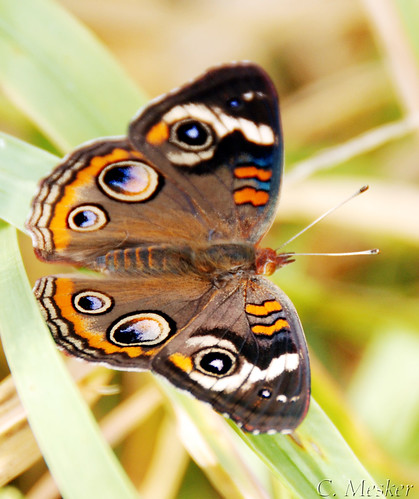 Buckeye Butterfly II