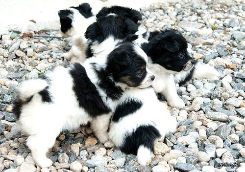Puppies (강아지)