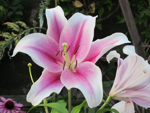 white tiger lilies. Pink and white tiger lily
