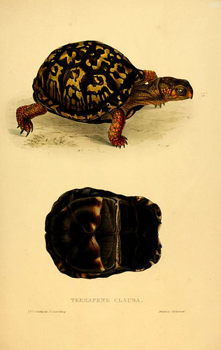 018-Terrapene Clausa-Tortoises terrapins and turtles..1872-James Sowerby