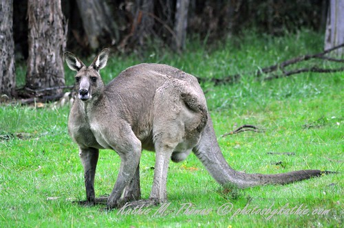 Eastern Grey Male Kangaroo