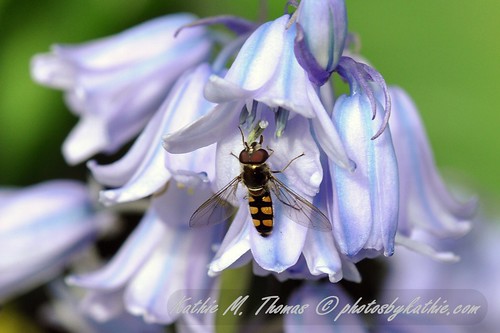 Hover fly and bluebell