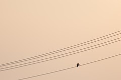 Bird on a wire 2