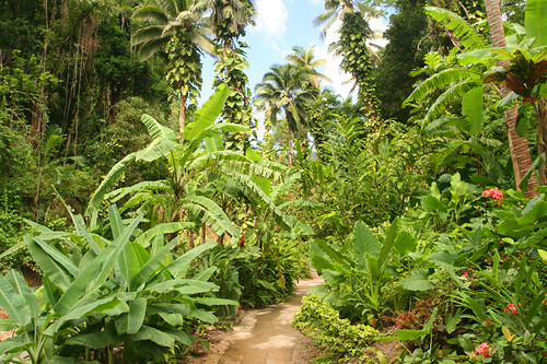 jungle scene