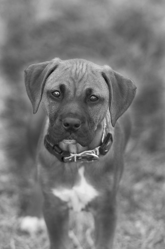 boxer puppy....adorable on black by saddleguy