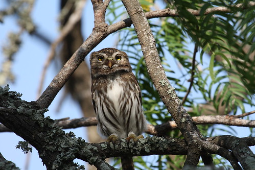 ferruginous pygmy owl by ricmcarthur