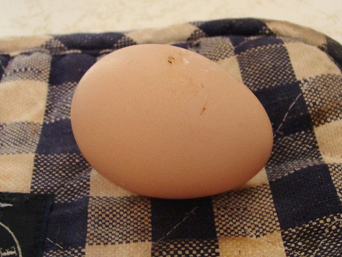 Henrietta's Second Egg by rudimyers