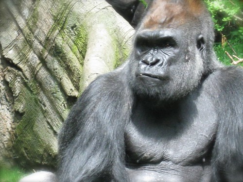 a majestic gorilla at the Bronx Zoo