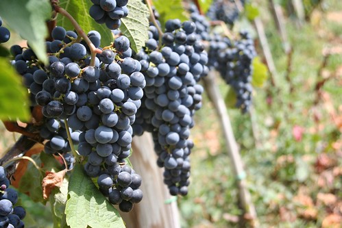 Grapes at the Blasi Vineyard