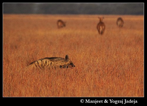 The Striped Hyena with nilgai feeding in background